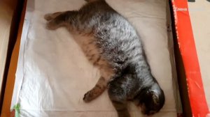 Роды и схватки  у шотландской  кошки . Первые роды у кошки .