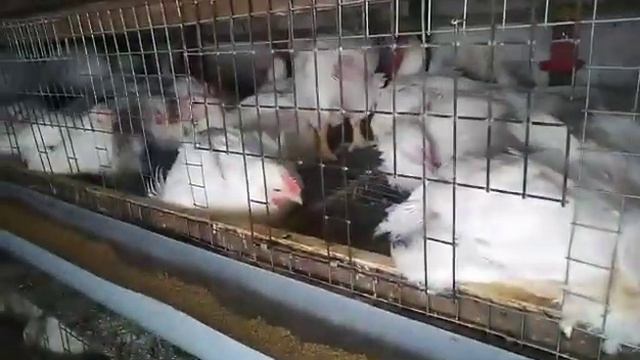 КЛЕТКА ДЛЯ БРОЙЛЕРОВ / Содержание бройлеров в клетках