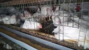 КЛЕТКА ДЛЯ БРОЙЛЕРОВ / Содержание бройлеров в клетках