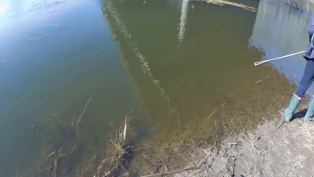 КАК ЛОВИТЬ РАКОВ на КАМЫШ 100% СПОСОБ ЛОВЛИ смотреть онлайн