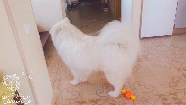 Песня самоеда??. Samoyed Song смотреть онлайн