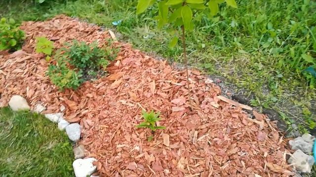 Леруа Мерлен. Что купили для дачи? Новая клумба. смотреть онлайн