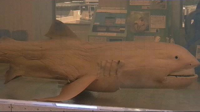 САМЫЕ РЕДКИЕ РЫБЫ В ОКЕАНЕ !!!