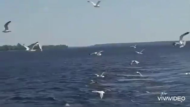 Чайки летят над морем? смотреть онлайн