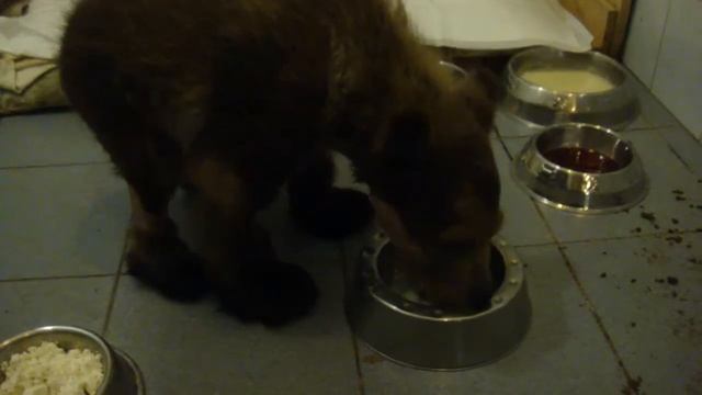 Очень любим куриные яйца, а много нельзя смотреть онлайн