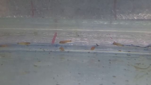 Потомство меченосчев 1й день жизни смотреть онлайн