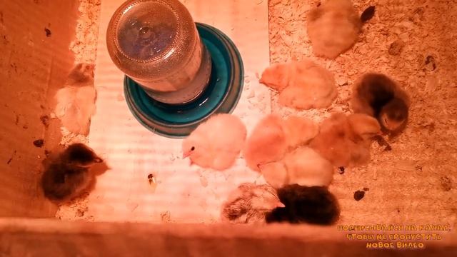 Курица наседка вывела цыплят-наши пионеры// "Мое Подворье" смотреть онлайн