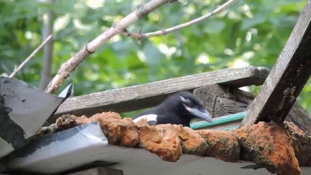 сорочата, май 2019 смотреть онлайн