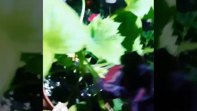 Чёрная герань смотреть онлайн