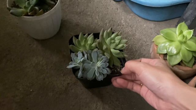 How I Water My New Succulents смотреть онлайн