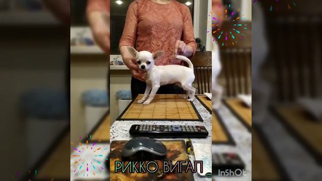 кремовый чихуахуа мини , в продаже смотреть онлайн