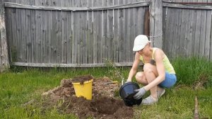 Посадка вишни. Яма, питательная смесь, размещение саженца, подвязка.