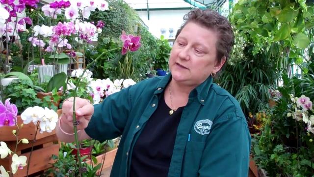 How to get your Phalaenopsis Orchid to rebloom смотреть онлайн