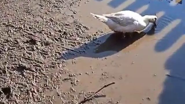 У нас потоп. Погода в Пятигорске смотреть онлайн