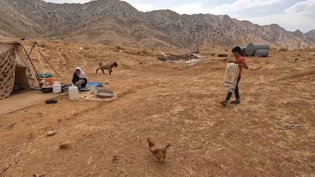 Creating a safe place to keep sheep against the attack of wild animals смотреть онлайн