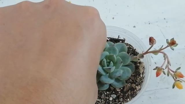 suculentas echeveria derenbergii donsuculento смотреть онлайн
