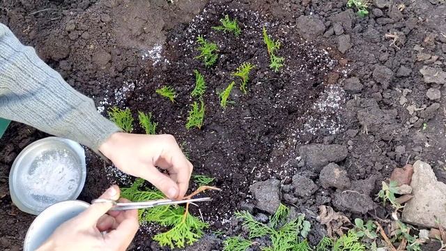 Размножение Туи!!! смотреть онлайн