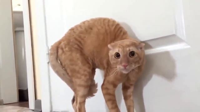 Пугливые коты. смотреть онлайн