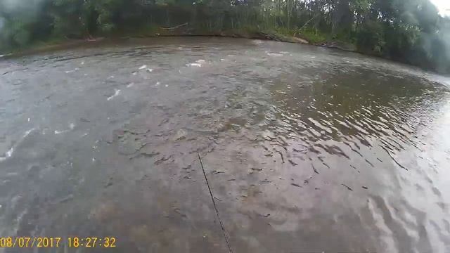 Говорят что рыба не ловится!!! . Нахлыст на Сучане!!! смотреть онлайн