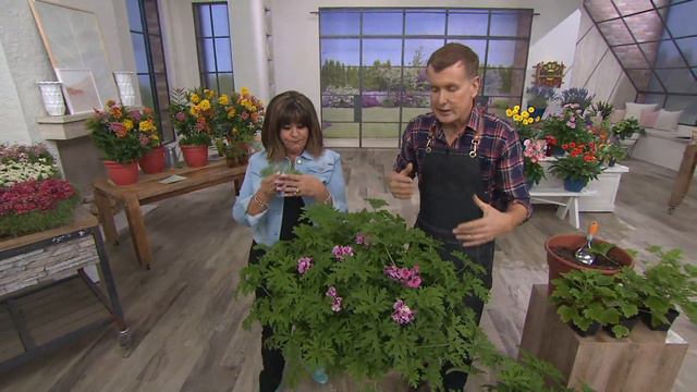 Roberta's 6-Piece Citronella Geranium Collection on QVC смотреть онлайн