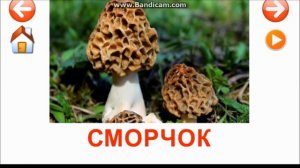 Карточки Домана. Изучаем грибы.