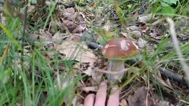 Білі гриби. смотреть онлайн