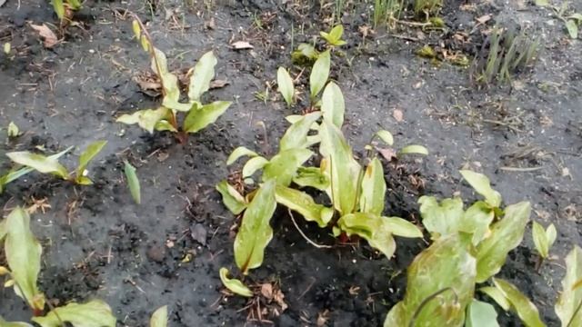 Сад в апреле.        #морозники #гиацинты #нарциссы #виола #пионы  #кандыки #рябчики #апрель2021