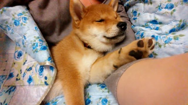 Хана спит смотреть онлайн