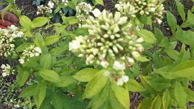 Эдельвейс в Подмосковном саду! В гостях у Галины Николаевны! Лайфхак с подсолнухом! Подарки! смотреть онлайн