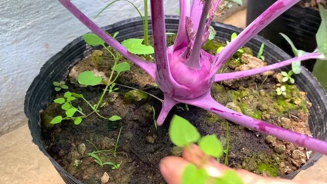 Easy To Grow, Delicious And Healthy, Growing Purple Kohlrabi At Home