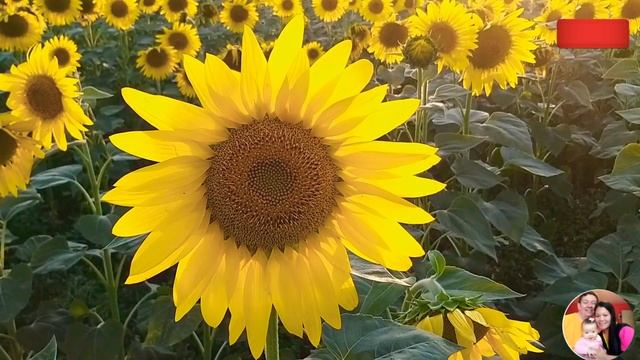 Helianthus Annuus Sunflower||#Short
