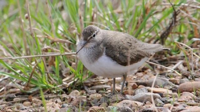 кулик перевозчик птица смотреть онлайн