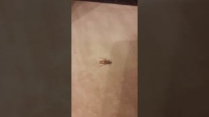 Чистый дом испытания средство от тараканов