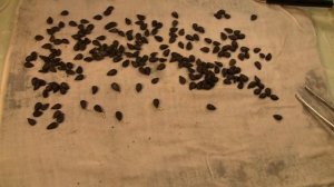 Как вырастить грушу из семян. Часть 2.