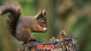 Животные леса, звуки животных. Отгадываем животных | Развивающий мультфильм для детей