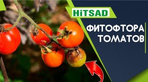 Как вылечить фитофтору на томатах  100% способ ✔️ Спасаем помидоры от фитофтороза