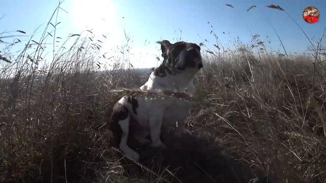 Шаминская гора.Покатухи на Ховрюхе.НиоЧёмное видео! смотреть онлайн