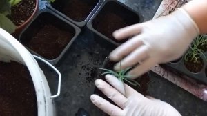 ГВОЗДИКА! ПЕРЕВАЛКА. ФЛОКС! ЧЕРЕНКИ.ЦВЕТЫ ДЛЯ ДУШИ...