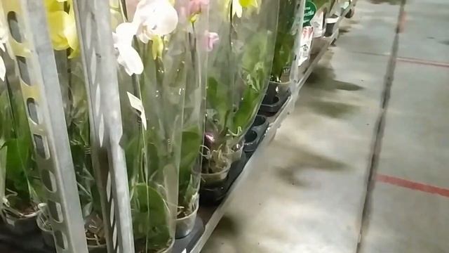 Обзор орхидей NEO FLORA  Воронеж 15 мая 2022 (часть2)