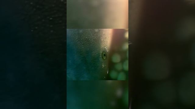 В утробе матери самый сильный поедает всех смотреть онлайн