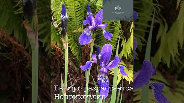 Ирис Сибирский 21-07-2024 смотреть онлайн