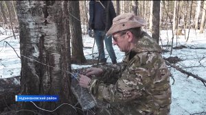 В Башкирии начался сезон сбора березового сока - репортаж "Вестей"