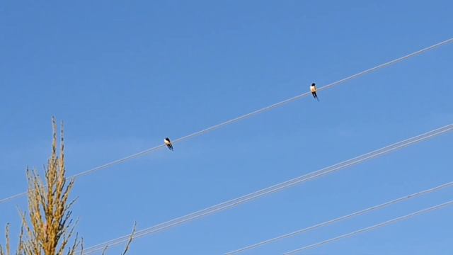 Белым ковром цветёт - Анемона, Ветреница !!! Новосёлы на даче !!! ????? смотреть онлайн