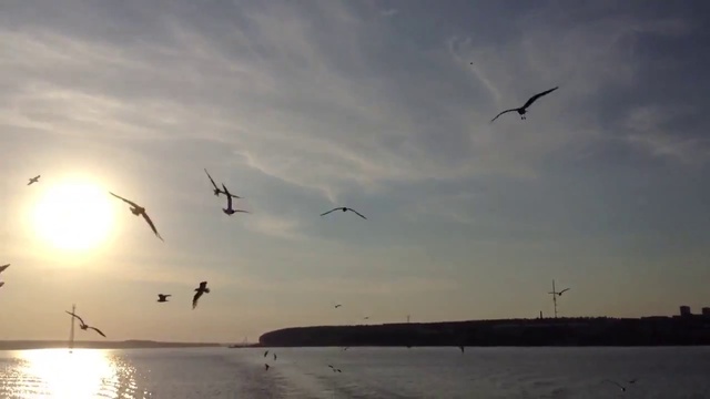 Чайка.. смотреть онлайн