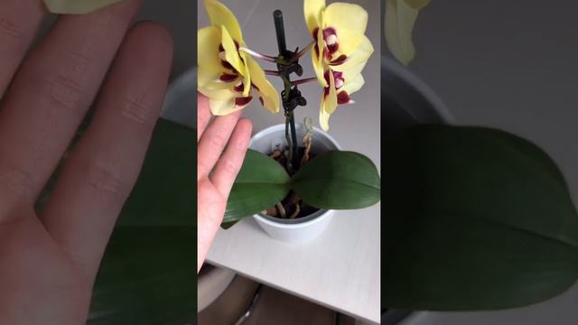 Phal. Selfie🤳🏻. Фаленопсис Селфи. смотреть онлайн