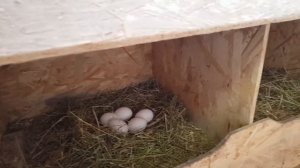 Лучшие куры несушки - Яйценоскость кур породы леггорны