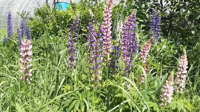 ☼Люпин растение улучшающее почву. смотреть онлайн