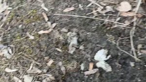 Перцовый газовый балон, брак или просрочка, тест. American style NATO super paralisant.