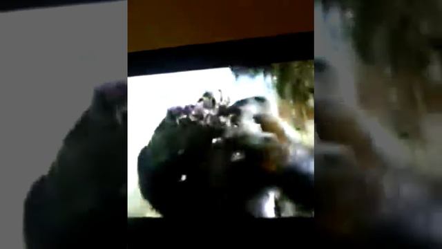 King kong joch a ash 100 años смотреть онлайн