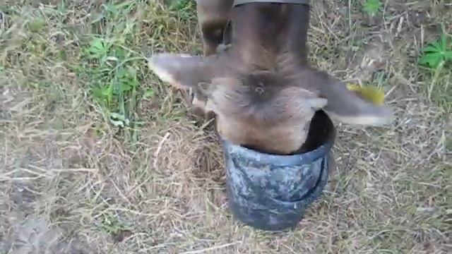 Бычки. Опять запутался- бестолковый. смотреть онлайн